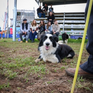 cães de serviço Mauro Naqscimento secom (6)