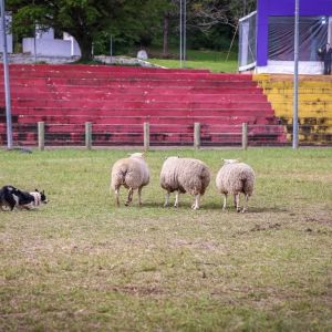 cães de serviço Mauro Naqscimento secom (4)